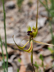 Caladenia attingens