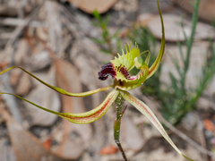 Caladenia attingens