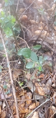 Lonicera subspicata denudata