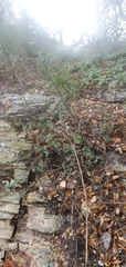 Lonicera subspicata denudata