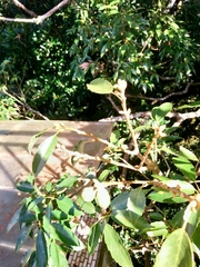 Quercus stenophylloides