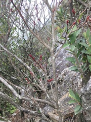 Lyonia ovalifolia