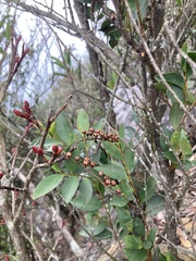Lyonia ovalifolia