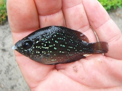 Enneacanthus gloriosus