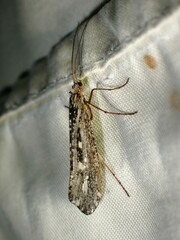 Glyphopsyche irrorata