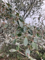 Ternstroemia gymnanthera