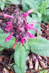 Salvia spathacea