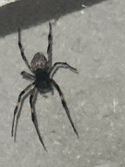 Nephilengys malabarensis