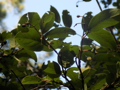 Cornus disciflora