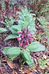 Salvia spathacea