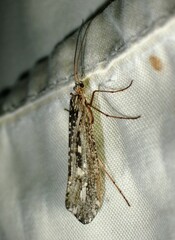 Glyphopsyche irrorata