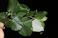 Tilia americana heterophylla