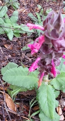 Salvia spathacea