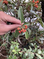 Photinia niitakayamensis