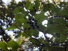Cornus disciflora