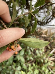 Photinia niitakayamensis