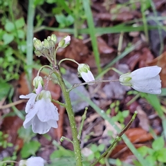 Cardamine californica
