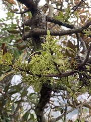 Loranthus kaoi