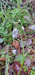 Cardamine californica