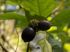 Cornus disciflora