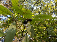 Cornus disciflora