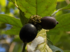 Cornus disciflora