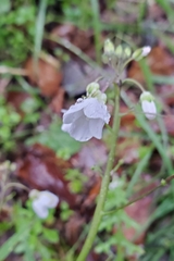 Cardamine californica
