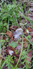Cardamine californica