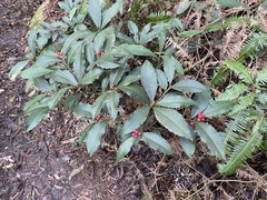 Ardisia cornudentata morrisonensis