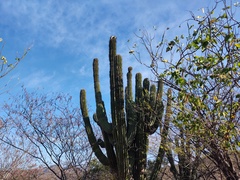Pachycereus pecten-aboriginum