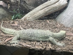 Varanus