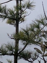 Pinus taiwanensis