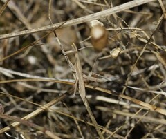 Acrida conica