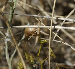 Acrida conica
