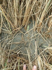 Pimelea villosa