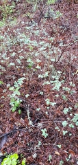 Symphoricarpos albus