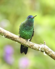 Saucerottia cyanifrons