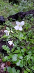 Cardamine californica
