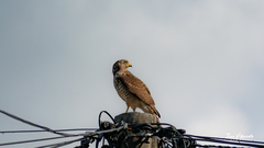 Rupornis magnirostris