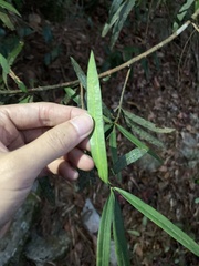Podocarpus fasciculus