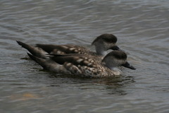 Lophonetta specularioides