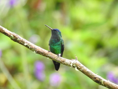 Saucerottia cyanifrons