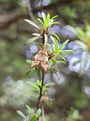 Gymnobathra hamatella