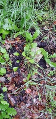 Claytonia perfoliata