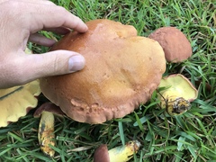 Lanmaoa