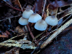 Mycena galopus