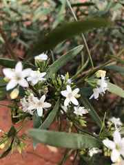 Myoporum platycarpum