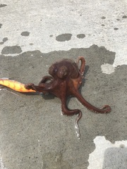 Octopus pallidus