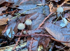 Mycena galopus