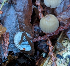 Mycena galopus